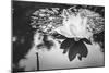 Lotus or Water Lily Flower-SweetCrisis-Mounted Photographic Print