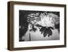 Lotus or Water Lily Flower-SweetCrisis-Framed Photographic Print