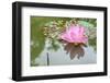 Lotus or Water Lily Flower-SweetCrisis-Framed Photographic Print