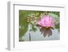 Lotus or Water Lily Flower-SweetCrisis-Framed Photographic Print