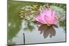 Lotus or Water Lily Flower-SweetCrisis-Mounted Photographic Print