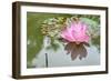 Lotus or Water Lily Flower-SweetCrisis-Framed Photographic Print