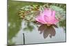 Lotus or Water Lily Flower-SweetCrisis-Mounted Photographic Print