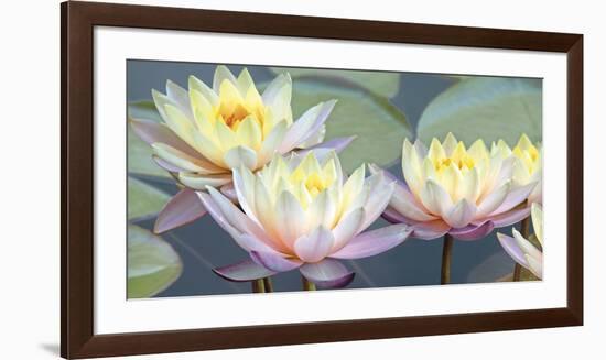 Lotus Panorama-Diego Ceja-Framed Giclee Print