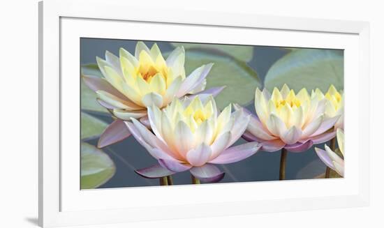 Lotus Panorama-Diego Ceja-Framed Giclee Print