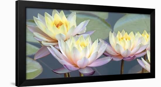 Lotus Panorama-Diego Ceja-Framed Giclee Print