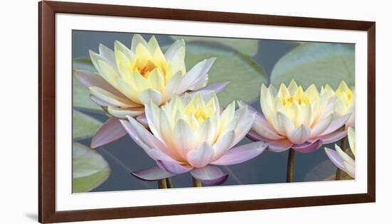 Lotus Panorama-Diego Ceja-Framed Giclee Print