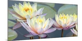 Lotus Panorama-Diego Ceja-Mounted Giclee Print