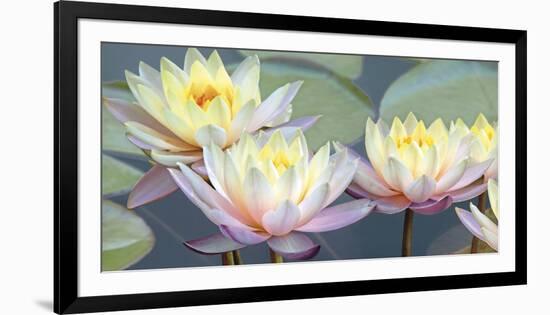 Lotus Panorama-Diego Ceja-Framed Giclee Print