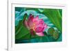 Lotus Paradise-Nhiem Hoang The-Framed Giclee Print