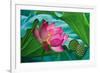 Lotus Paradise-Nhiem Hoang The-Framed Giclee Print