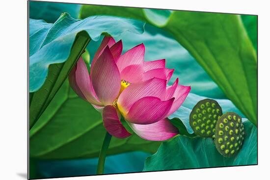 Lotus Paradise-Nhiem Hoang The-Mounted Giclee Print