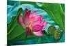 Lotus Paradise-Nhiem Hoang The-Mounted Giclee Print