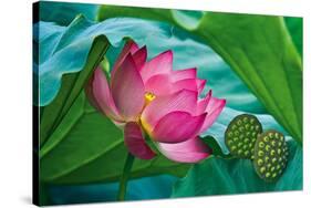 Lotus Paradise-Nhiem Hoang The-Stretched Canvas