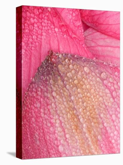 Lotus Petals with Dew, Perry's Water Garden, Franklin, North Carolina, USA-Joanne Wells-Stretched Canvas