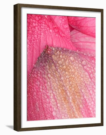 Lotus Petals with Dew, Perry's Water Garden, Franklin, North Carolina, USA-Joanne Wells-Framed Premium Photographic Print