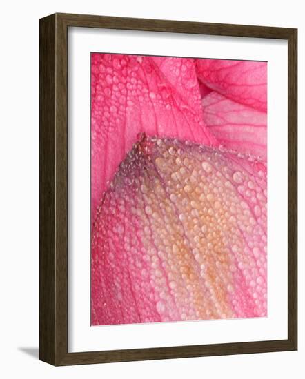 Lotus Petals with Dew, Perry's Water Garden, Franklin, North Carolina, USA-Joanne Wells-Framed Photographic Print