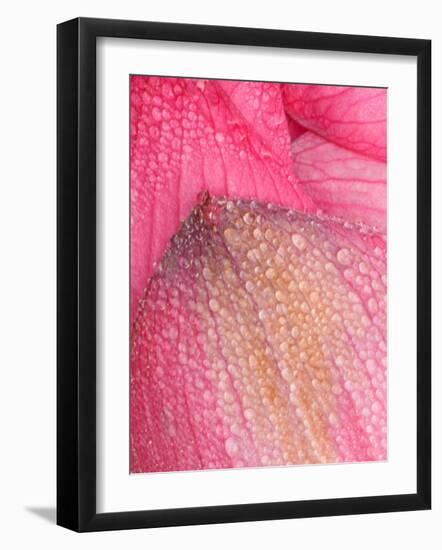 Lotus Petals with Dew, Perry's Water Garden, Franklin, North Carolina, USA-Joanne Wells-Framed Photographic Print