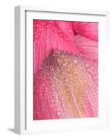 Lotus Petals with Dew, Perry's Water Garden, Franklin, North Carolina, USA-Joanne Wells-Framed Photographic Print