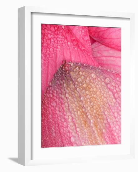 Lotus Petals with Dew, Perry's Water Garden, Franklin, North Carolina, USA-Joanne Wells-Framed Photographic Print