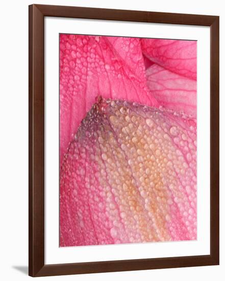 Lotus Petals with Dew, Perry's Water Garden, Franklin, North Carolina, USA-Joanne Wells-Framed Photographic Print