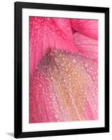 Lotus Petals with Dew, Perry's Water Garden, Franklin, North Carolina, USA-Joanne Wells-Framed Photographic Print