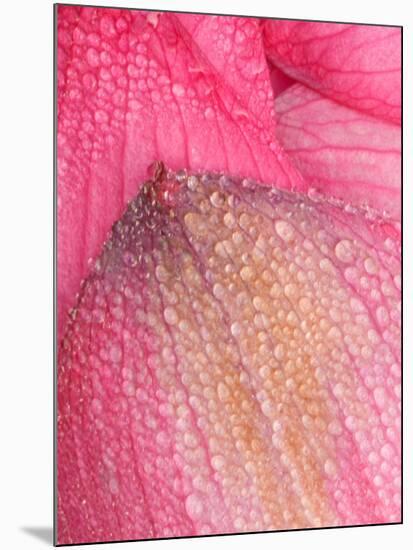 Lotus Petals with Dew, Perry's Water Garden, Franklin, North Carolina, USA-Joanne Wells-Mounted Photographic Print