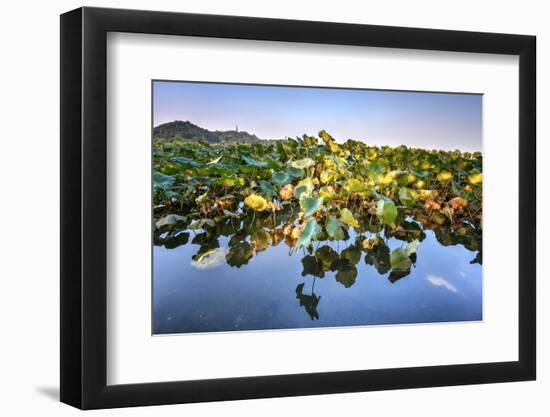 Lotus Plants at Baidi Causeway with Reflections and Baochu Tower in the Background-Andreas Brandl-Framed Photographic Print