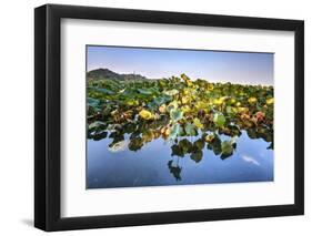 Lotus Plants at Baidi Causeway with Reflections and Baochu Tower in the Background-Andreas Brandl-Framed Photographic Print