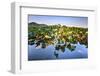 Lotus Plants at Baidi Causeway with Reflections and Baochu Tower in the Background-Andreas Brandl-Framed Photographic Print