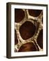 Lotus Pods I-Monika Burkhart-Framed Photographic Print