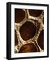 Lotus Pods I-Monika Burkhart-Framed Photographic Print