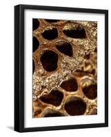 Lotus Pods II-Monika Burkhart-Framed Photographic Print