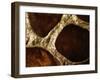 Lotus Pods III-Monika Burkhart-Framed Photographic Print