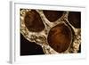 Lotus Pods IV-Monika Burkhart-Framed Photographic Print