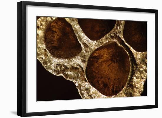 Lotus Pods IV-Monika Burkhart-Framed Photographic Print