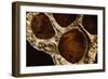 Lotus Pods IV-Monika Burkhart-Framed Photographic Print