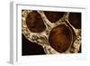 Lotus Pods IV-Monika Burkhart-Framed Photographic Print