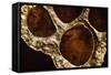 Lotus Pods IV-Monika Burkhart-Framed Stretched Canvas