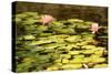 Lotus Pond I-Erin Berzel-Stretched Canvas