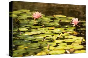 Lotus Pond I-Erin Berzel-Stretched Canvas