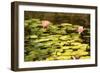 Lotus Pond I-Erin Berzel-Framed Photographic Print