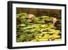 Lotus Pond I-Erin Berzel-Framed Photographic Print