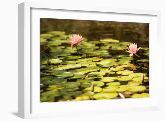 Lotus Pond I-Erin Berzel-Framed Photographic Print