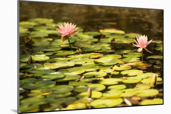 Lotus Pond I-Erin Berzel-Mounted Photographic Print