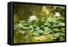 Lotus Pond II-Erin Berzel-Framed Stretched Canvas