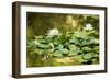 Lotus Pond II-Erin Berzel-Framed Photographic Print