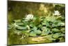 Lotus Pond II-Erin Berzel-Mounted Photographic Print