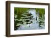 Lotus Pond-Kenishirotie-Framed Photographic Print