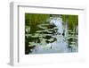 Lotus Pond-Kenishirotie-Framed Photographic Print